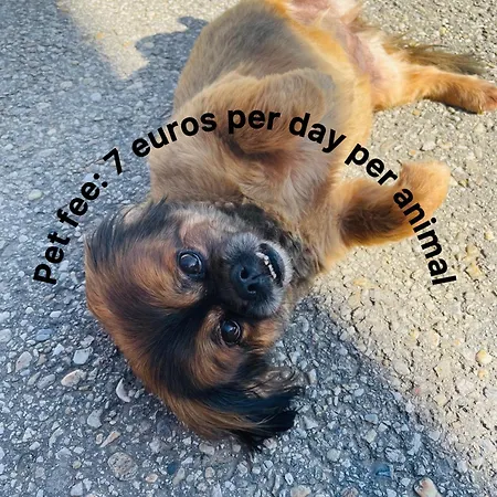 Vamis Gornji Petrovci